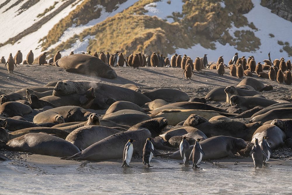 Antarctica-South Georgia Island-Gold Harbor King penguins and elephant seals  art print by Jaynes Gallery for $57.95 CAD
